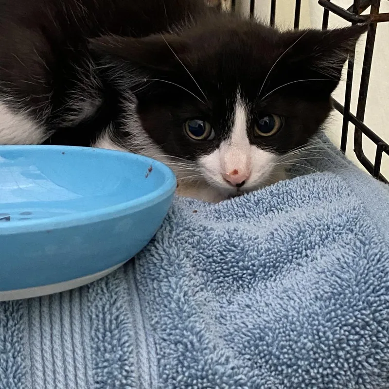 A baby small-sized male Black Domestic Short Hair cat named Mickey for adoption in Lynchburg, VA