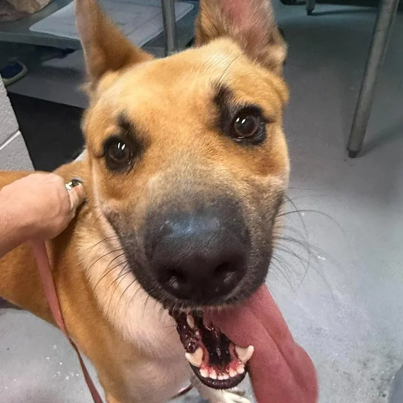 A young large-sized male Mixed Breed dog named Yoda for adoption in Beckley, WV