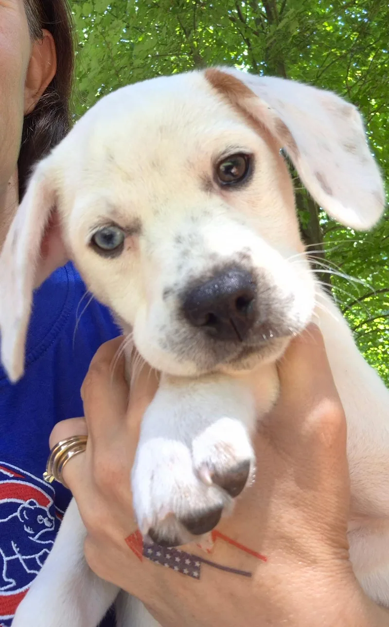 A baby medium-sized female Beagle dog named Nevada for adoption in Crystal Lake, IL