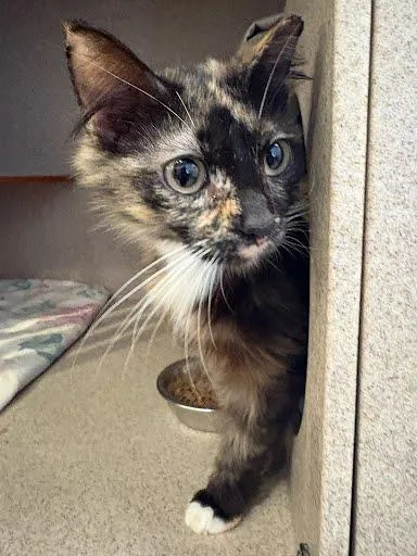 An adult medium-sized female Domestic Long Hair cat named Spooky for adoption in Washington, DC