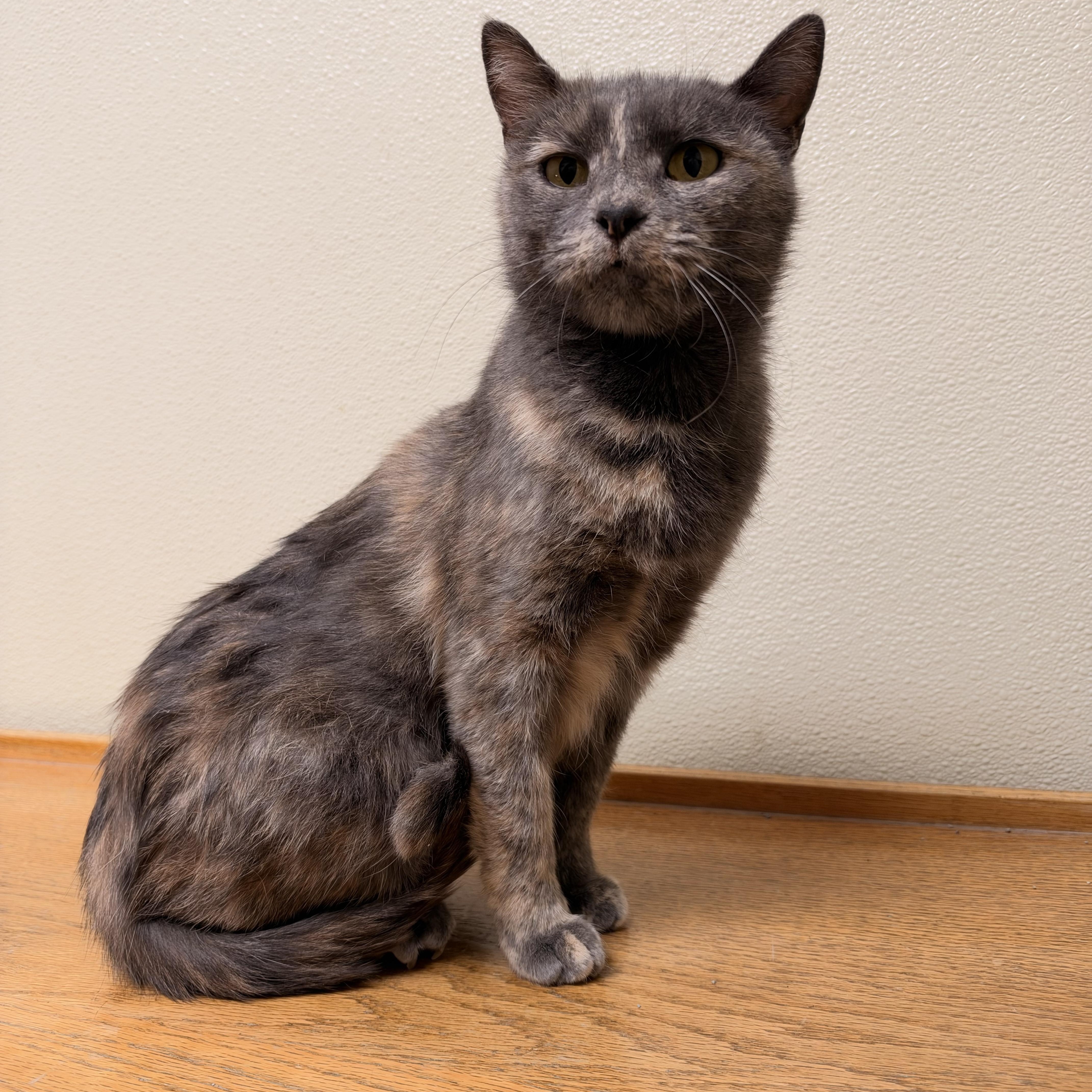 A young medium-sized female Dilute Tortoiseshell Domestic Short Hair cat named Salad for adoption in Myerstown, PA