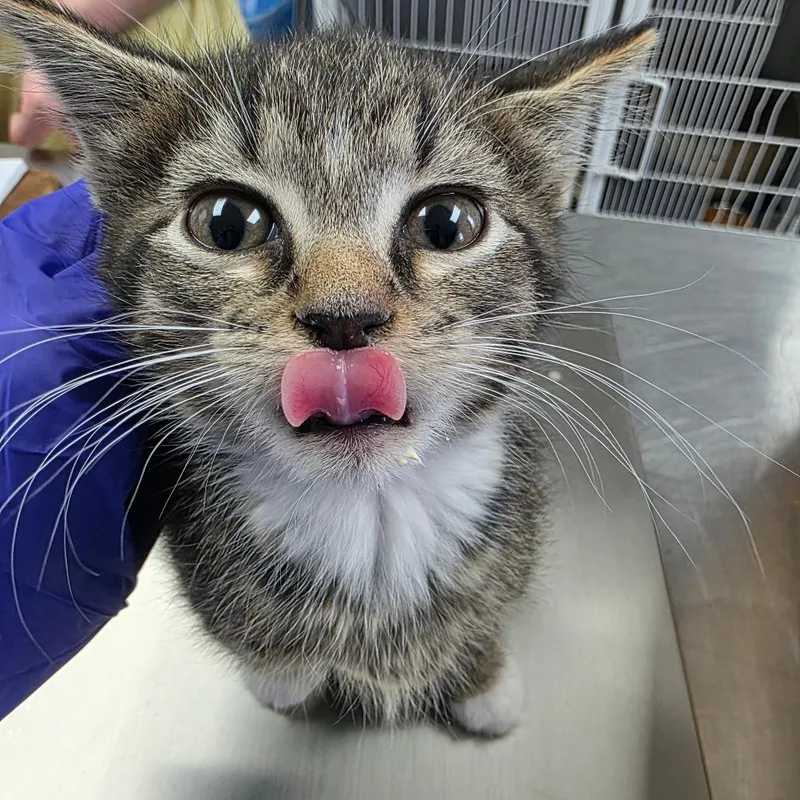 A baby small-sized female Brown / Chocolate Domestic Short Hair cat named Pinkie Pie for adoption in Duncan, OK