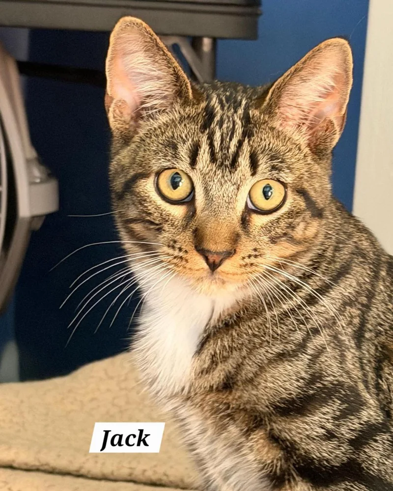 A baby small-sized male Tabby (Gray / Blue / Silver) Domestic Short Hair cat named Jack for adoption in Catasauqua, PA