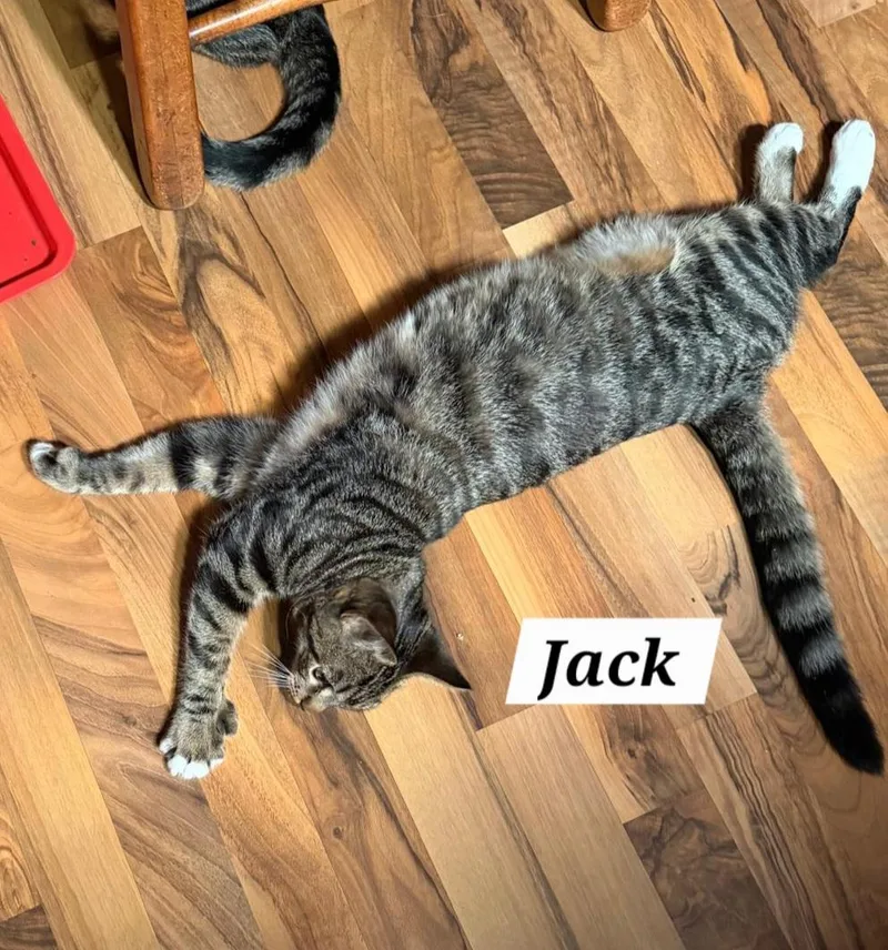Jack thumbnail 2