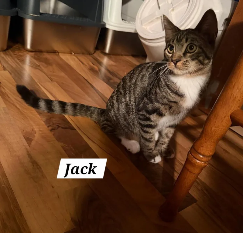 Jack thumbnail 4