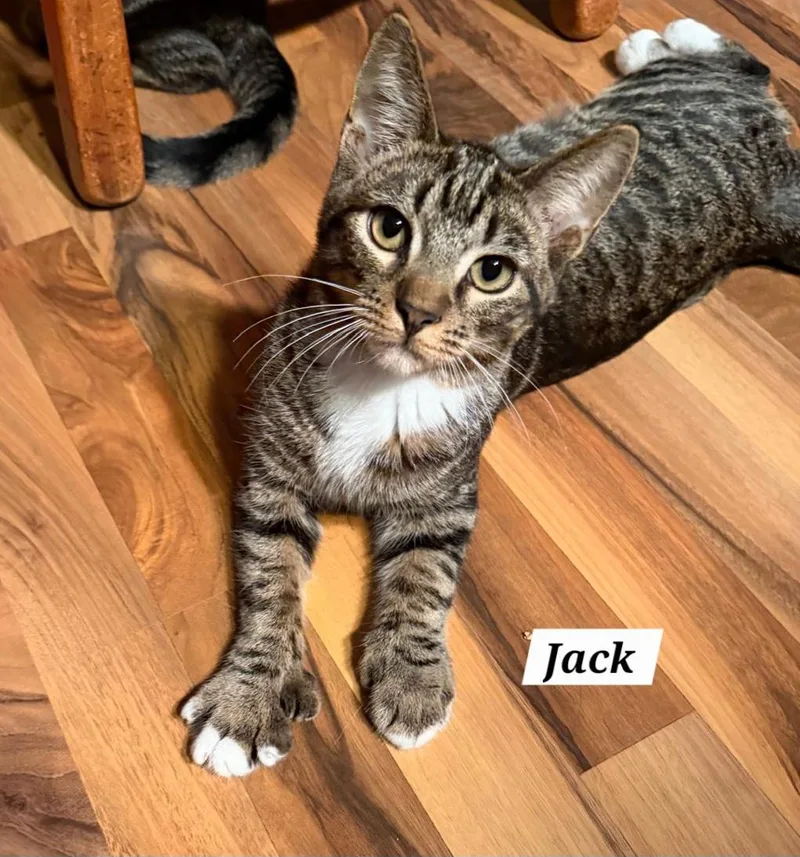 Jack thumbnail 5
