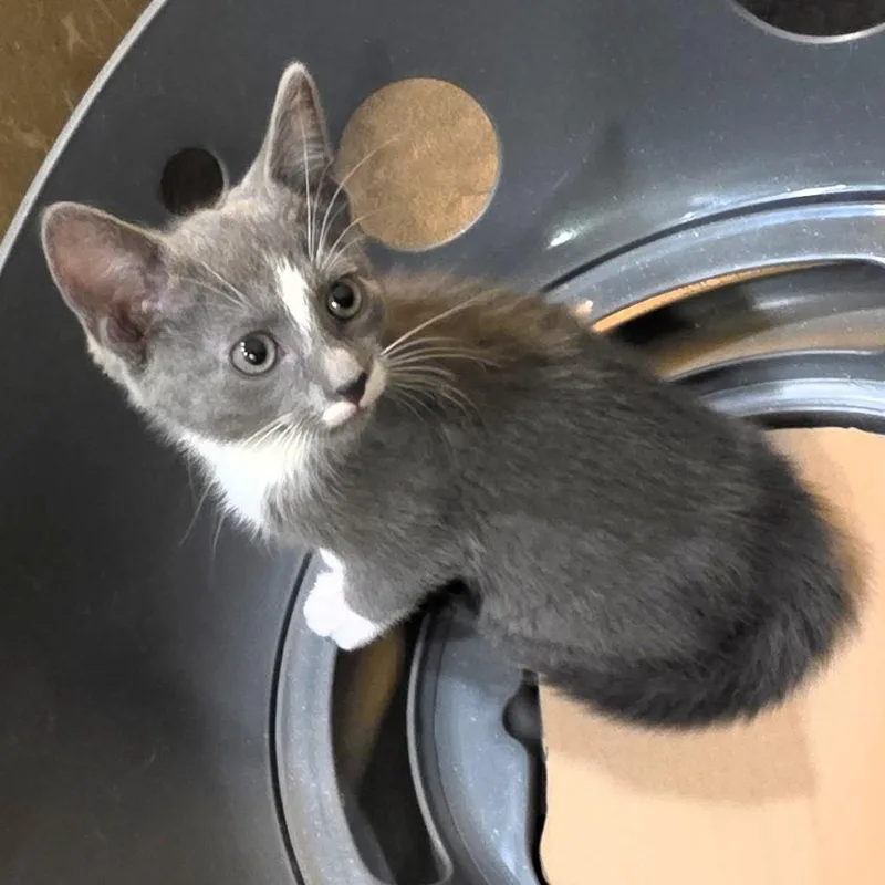 A baby small-sized female Gray & White Domestic Short Hair cat named Patty Purcell for adoption in Morrison, CO