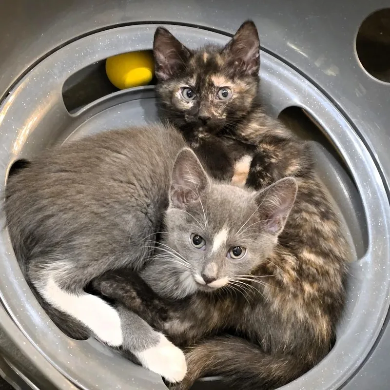 Patty Purcell thumbnail 3