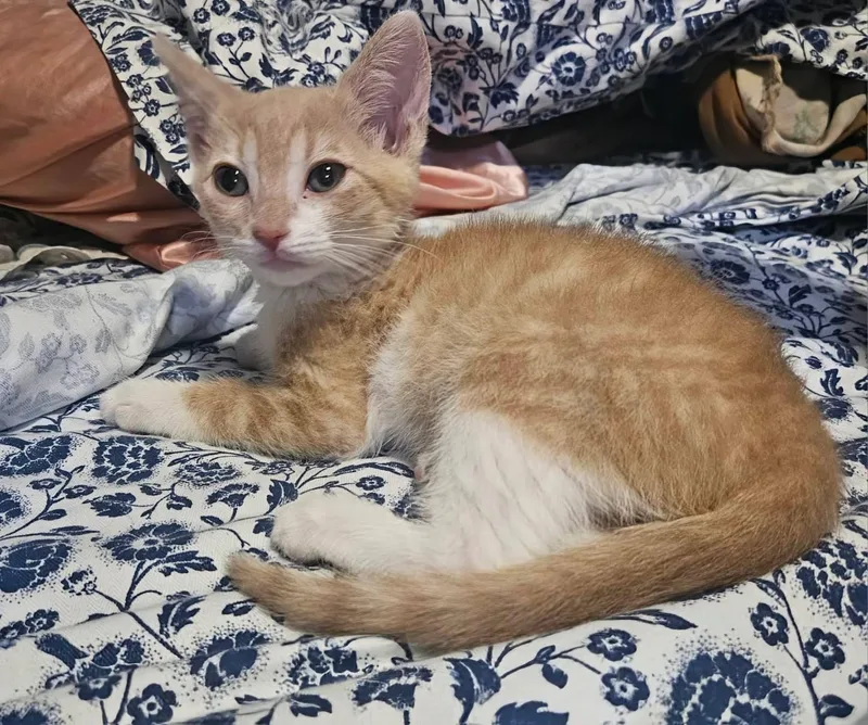 A baby medium-sized male Orange & White Tabby cat named Bo for adoption in San Juan Capistrano, CA