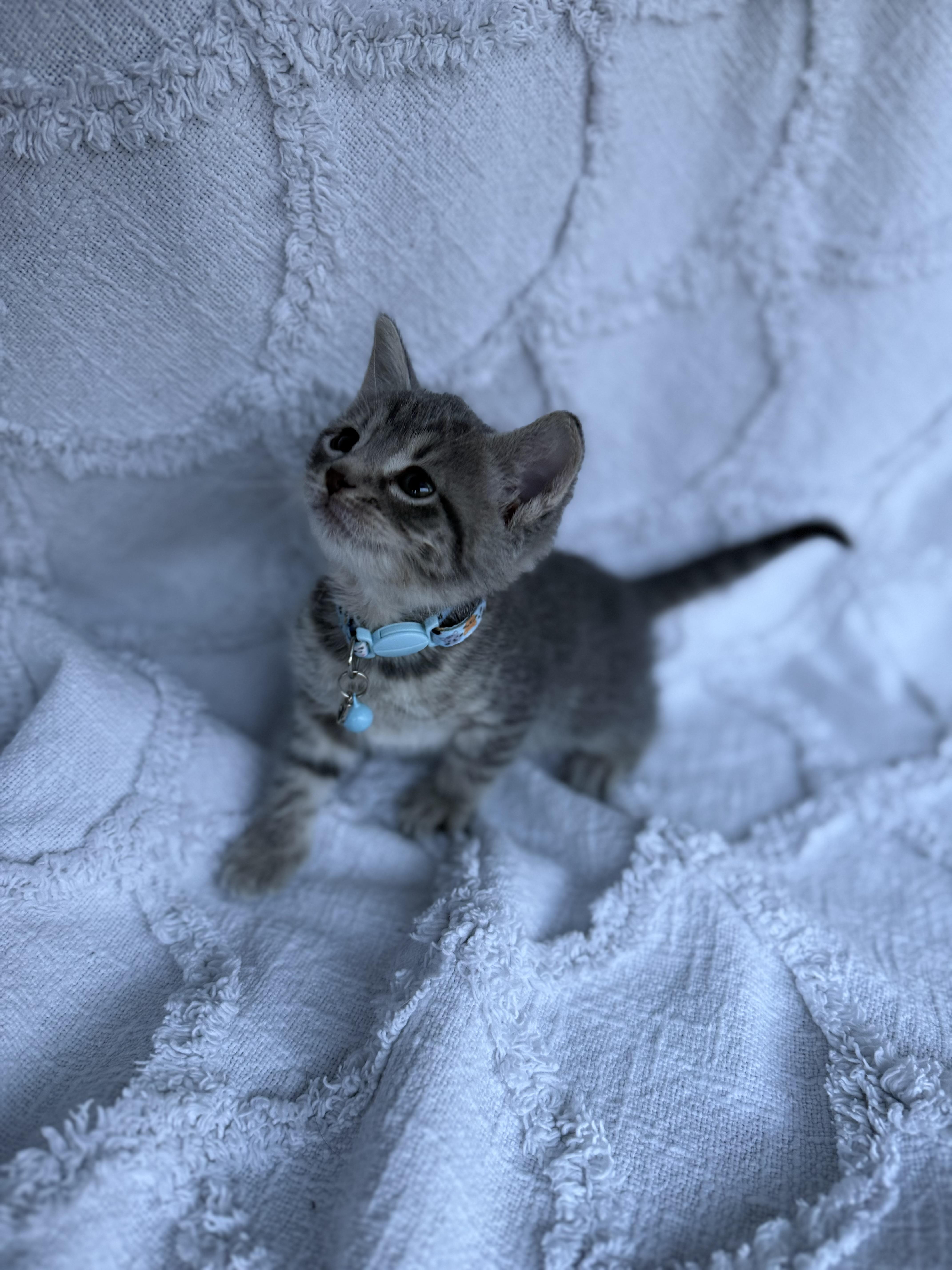 A baby medium-sized male Tabby (Gray / Blue / Silver) Domestic Short Hair cat named Bluey for adoption in Fredericksburg, VA