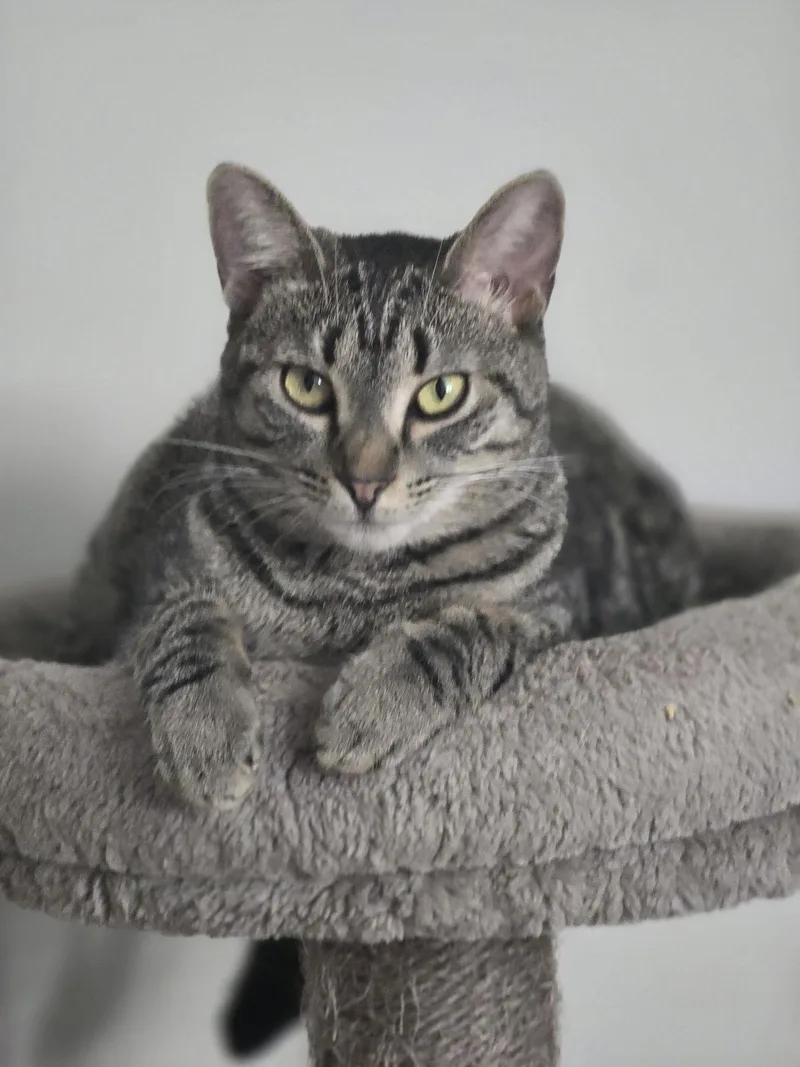 Dixie Chick thumbnail 2