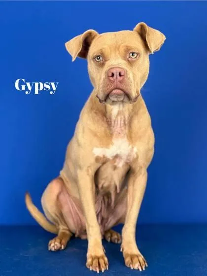 An adult medium-sized female Pit Bull Terrier dog named Gypsy for adoption in Port Allen, LA