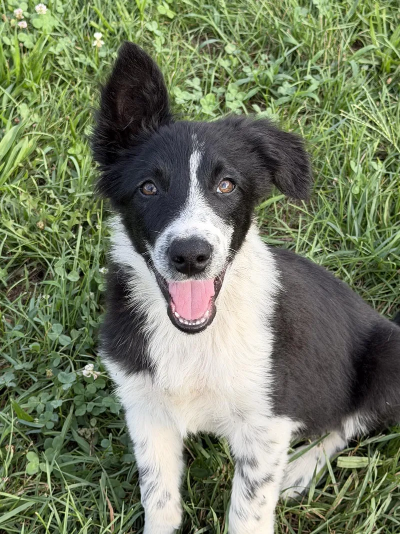 A baby medium-sized male Black Border Collie dog named Freckles for adoption in Culpeper, VA