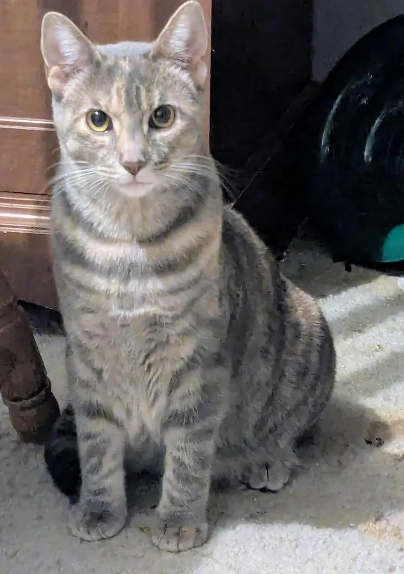 An adult medium-sized female Tabby (Gray / Blue / Silver) Domestic Short Hair cat named Eleanor for adoption in Batavia, NY