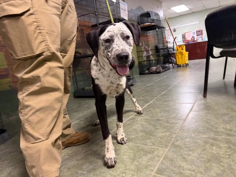 A baby small-sized female Hound dog named Fern for adoption in Ada, OK
