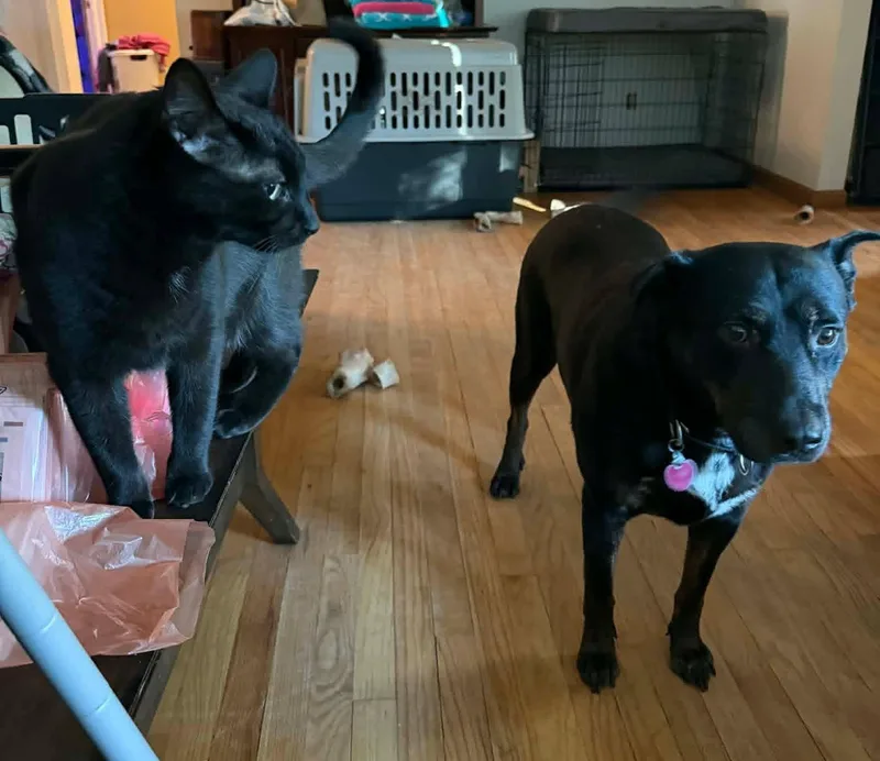 An adult large-sized male Rottweiler dog named Bo for adoption in Hillsboro, NH
