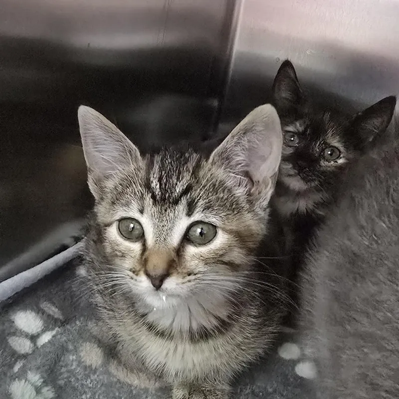 A baby small-sized female Brown / Chocolate Domestic Short Hair cat named Bow for adoption in Yanceyville, NC