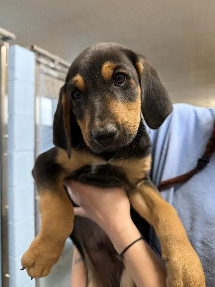 A baby large-sized male Tricolor (Brown, Black, & White) Hound dog named Olaf for adoption in Sedalia, CO