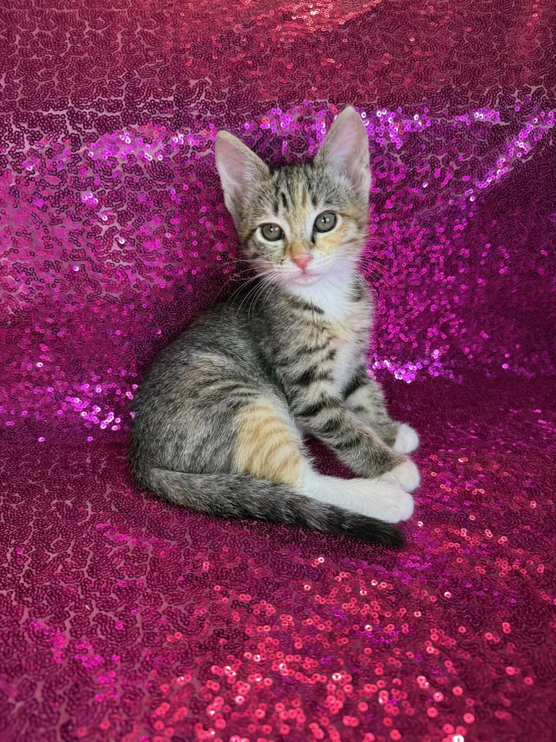 A baby medium-sized female Calico cat named Possum for adoption in Laguna Niguel, CA