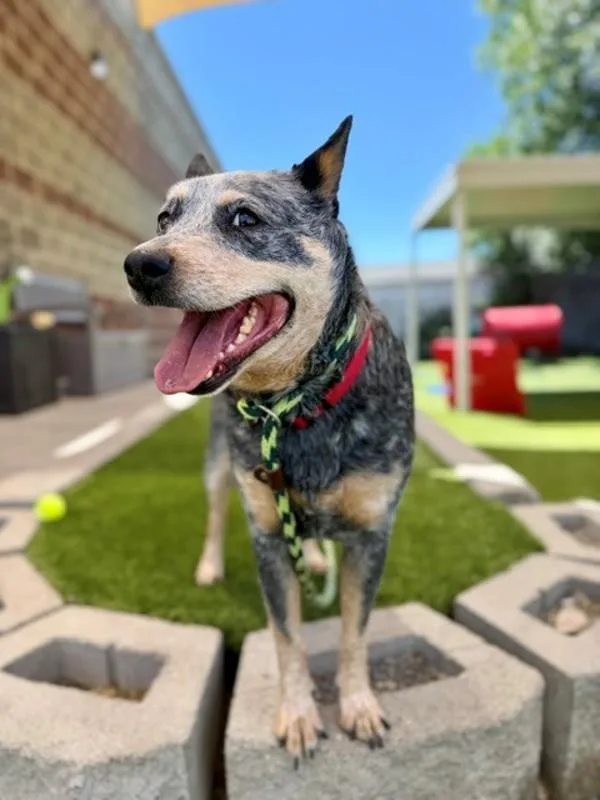 An adult medium-sized male Australian Cattle Dog / Blue Heeler dog named Willy for adoption in Salt Lake City, UT