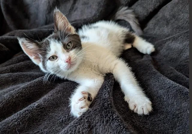A baby small-sized female Domestic Short Hair cat named Alphabet Soup for adoption in Colorado Springs, CO