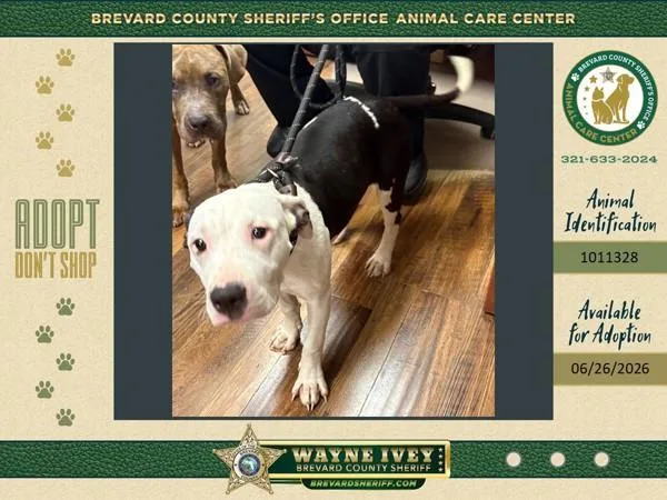 A young medium-sized female Mixed Breed dog named Gamora for adoption in Melbourne, FL