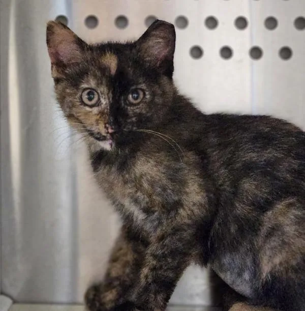 A baby medium-sized female Domestic Short Hair cat named Toni for adoption in Oakland, CA
