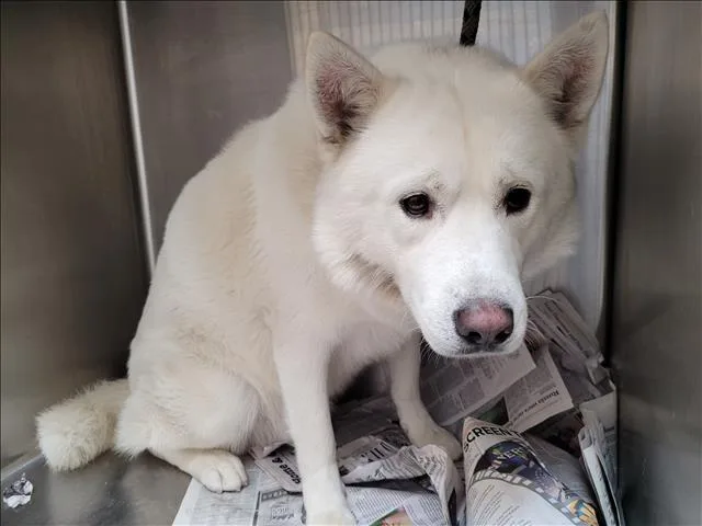 An adult large-sized male Siberian Husky dog named Coca Cola for adoption in Los Angeles, CA