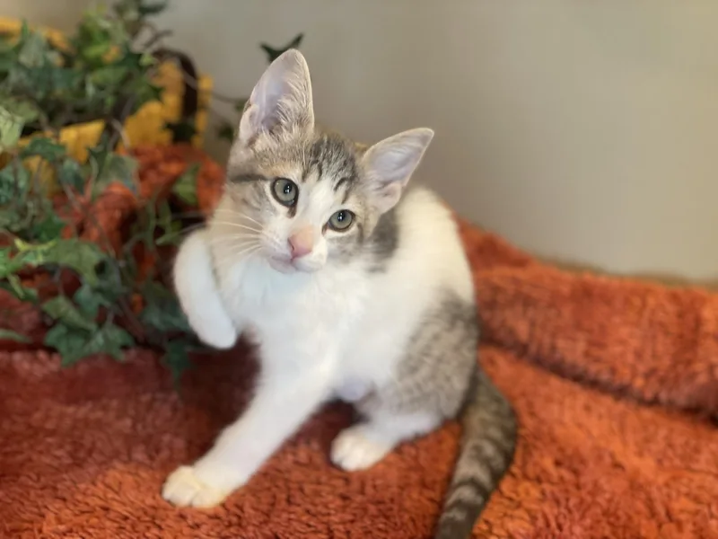 A baby medium-sized female Gray & White Tabby cat named Otter for adoption in Taylor, MI