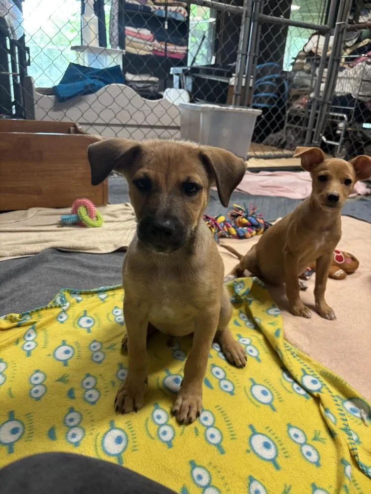 A baby medium-sized male Mixed Breed dog named Zazu for adoption in Dorr, MI