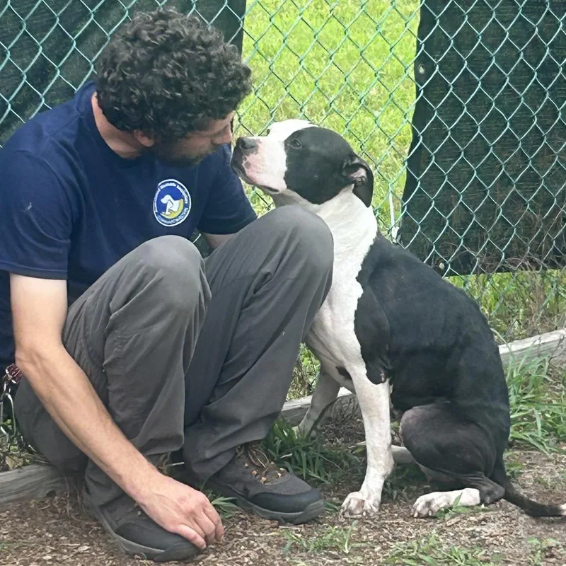 An adult medium-sized female Black Pit Bull Terrier dog named Bossy for adoption in Newark, NJ
