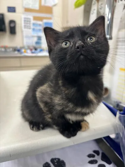 A baby small-sized female Domestic Short Hair cat named Midgie for adoption in Westland, MI