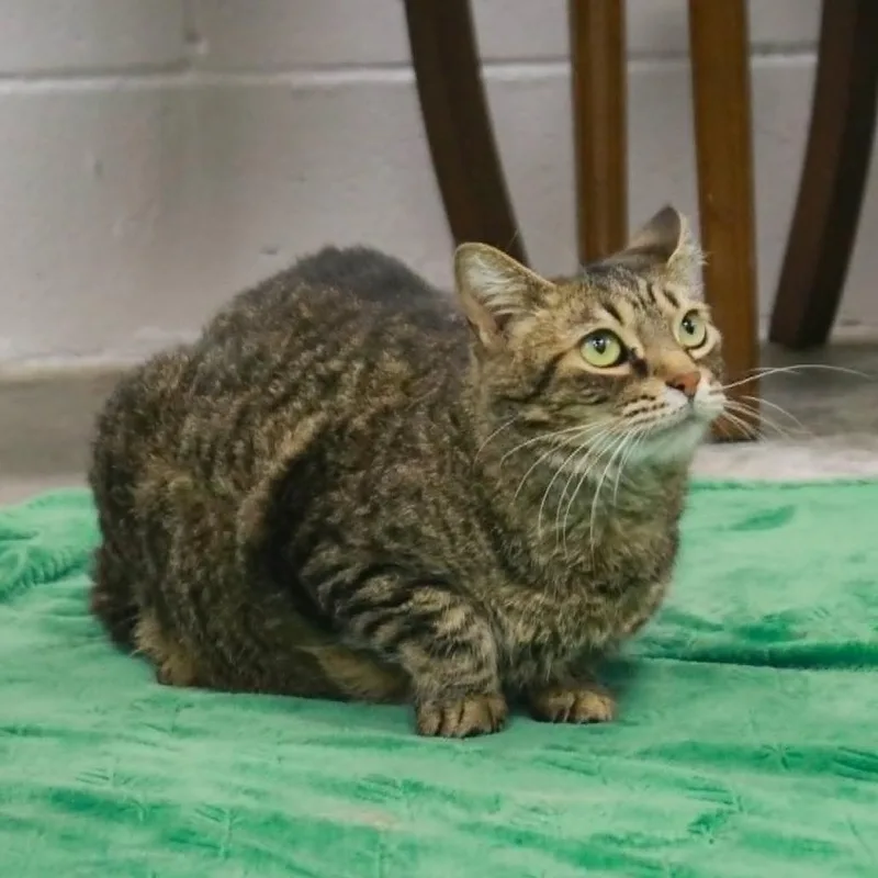 An adult large-sized female Brown / Chocolate Domestic Short Hair cat named Bugs for adoption in Madisonville, KY