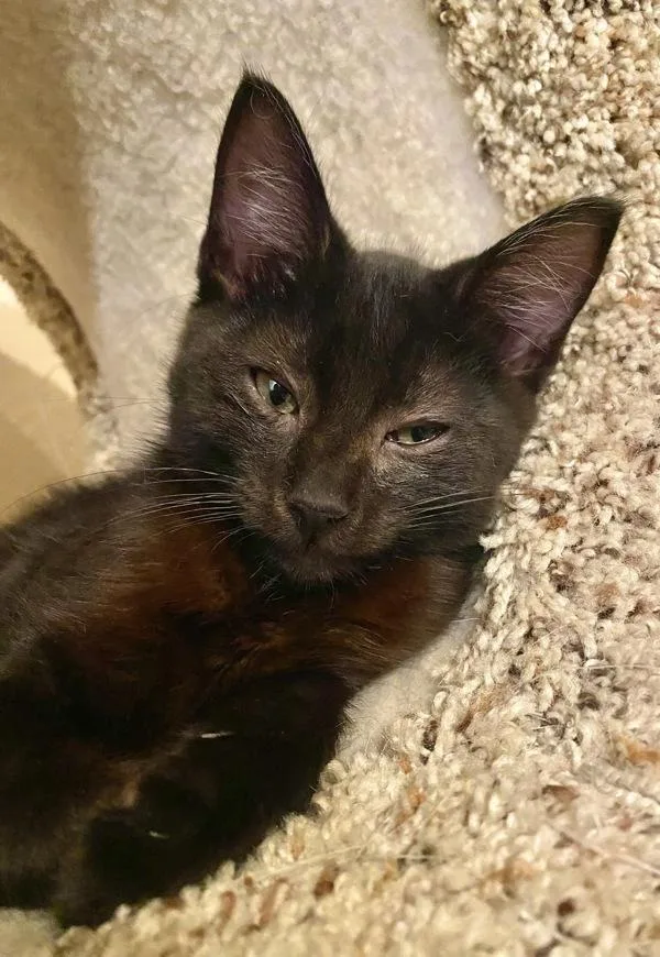 A baby small-sized male Domestic Short Hair cat named Augustus for adoption in Vallejo, CA