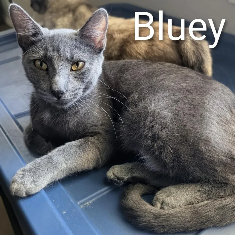 A young medium-sized female Tortoiseshell Domestic Short Hair cat named Bluey for adoption in Tulsa, OK