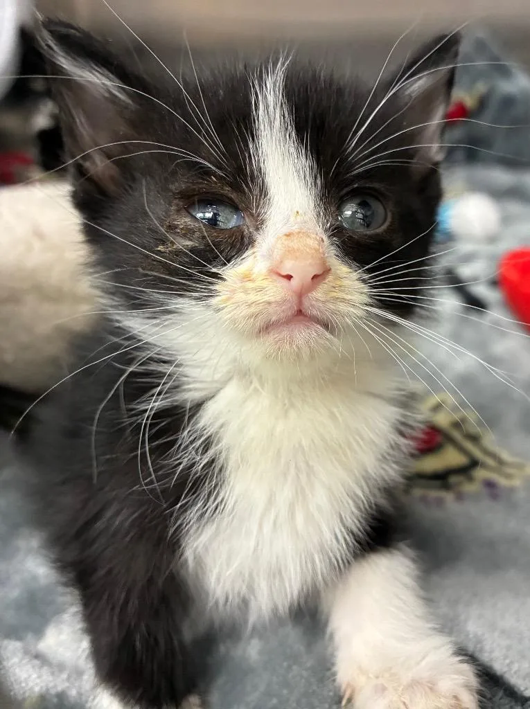 A baby small-sized female Domestic Short Hair cat named Penny for adoption in Hartsville, SC