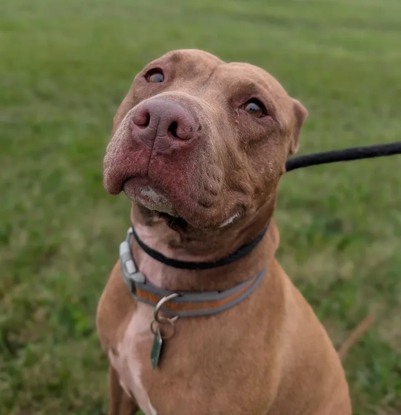 An adult medium-sized female Staffordshire Bull Terrier dog named Ella for adoption in Defiance, OH