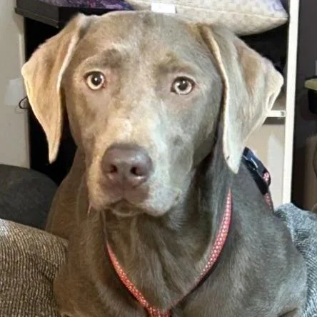 A young large-sized female Weimaraner dog named Phoebe for adoption in Olean, NY