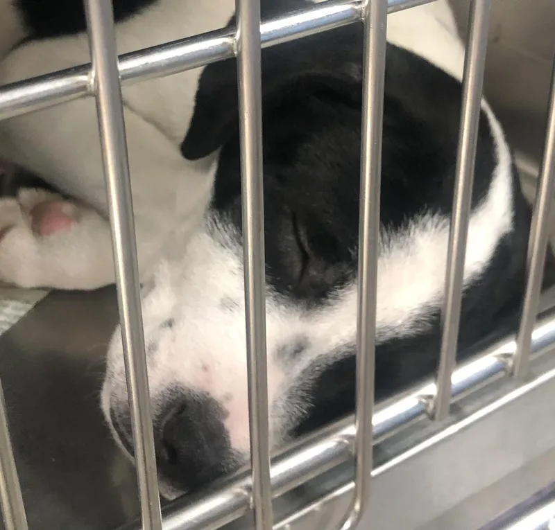 A baby medium-sized male Black Labrador Retriever dog named Frogbit for adoption in Parma, OH