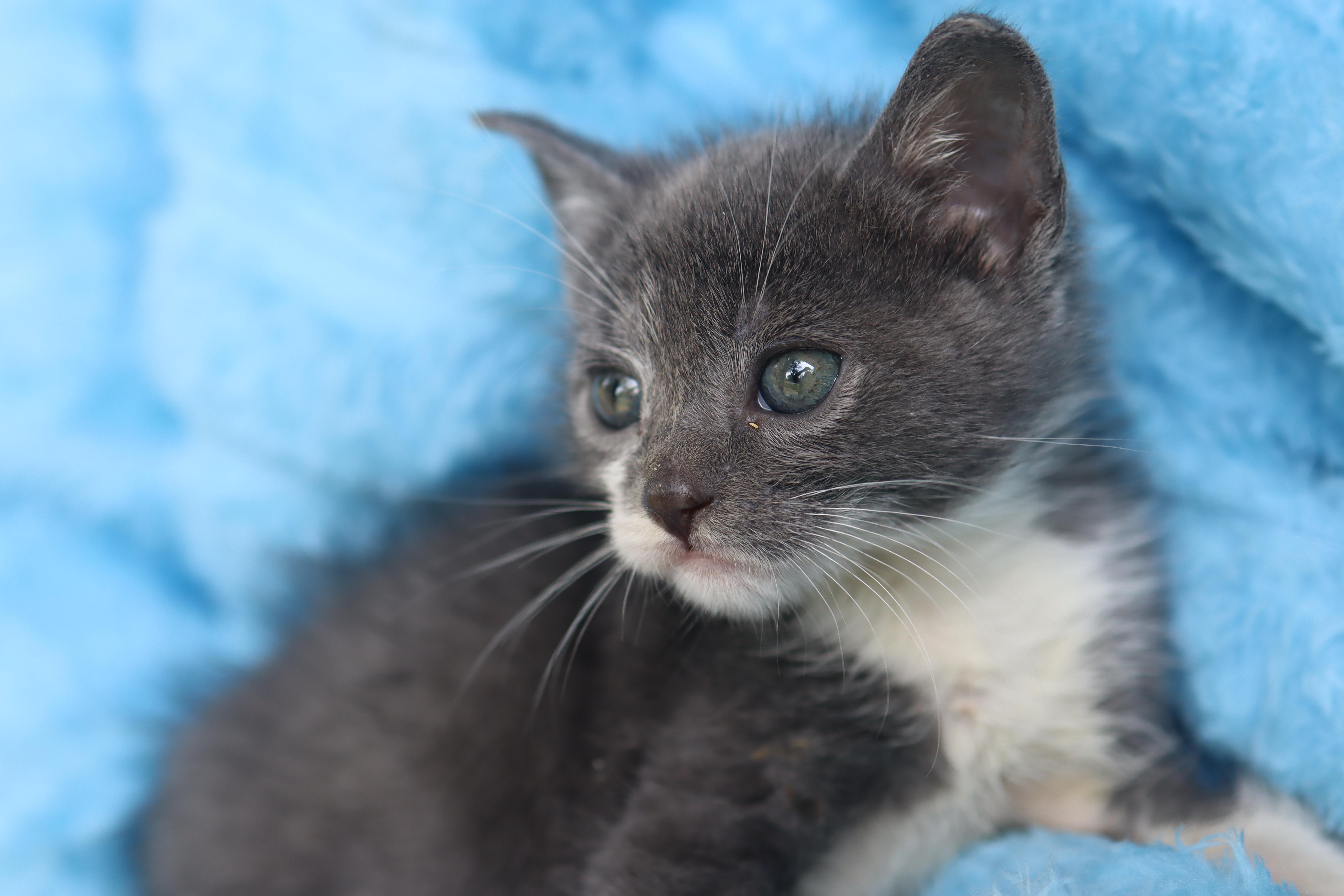 A baby medium-sized male Gray & White Domestic Short Hair cat named Robear for adoption in Franklin, TN