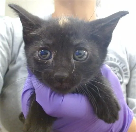 A baby small-sized female Domestic Short Hair cat named Carrot for adoption in Miami, FL