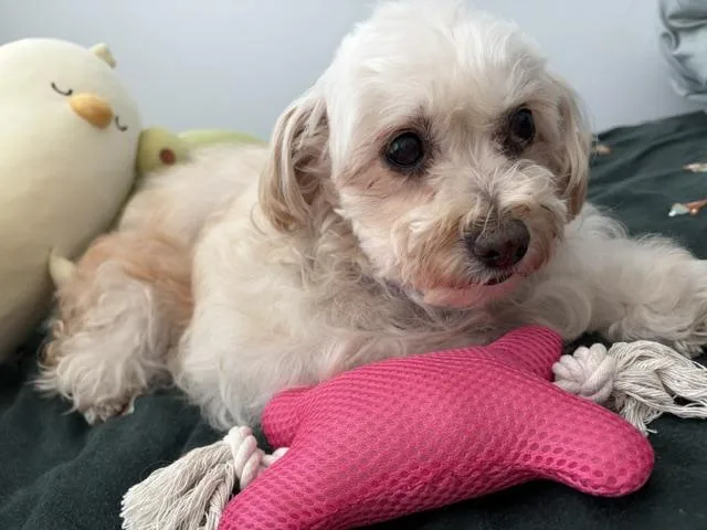 An adult small-sized female Maltipoo dog named Precious and Petite Peaches for adoption in Carlsbad, CA