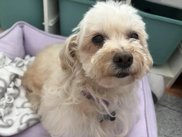 Precious and Petite Peaches thumbnail 3