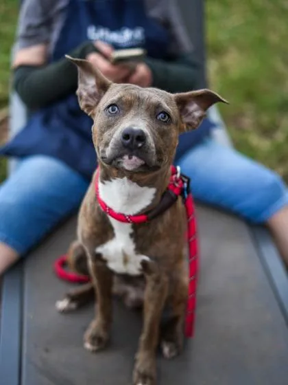 An adult medium-sized female Mixed Breed dog named Rubelle for adoption in Chamblee, GA