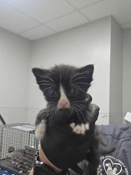A baby small-sized male Domestic Short Hair cat named Parth for adoption in Sevierville, TN
