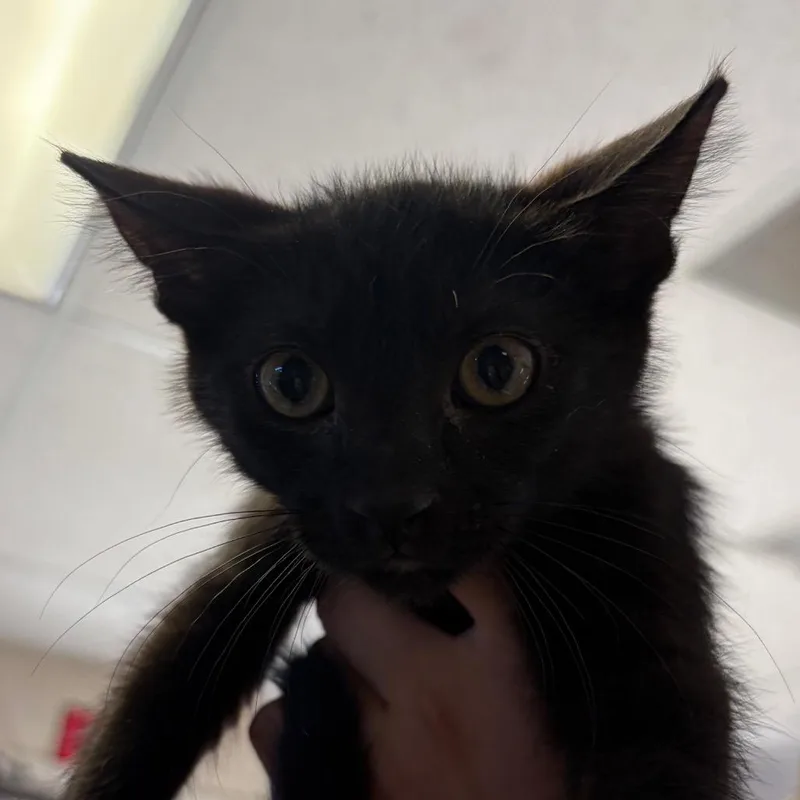 A baby small-sized male Black Domestic Short Hair cat named Boo for adoption in Santa Barbara, CA