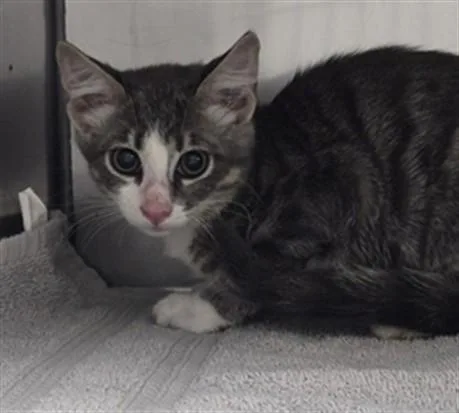 A baby small-sized female Domestic Short Hair cat named Wishbone for adoption in Killeen, TX