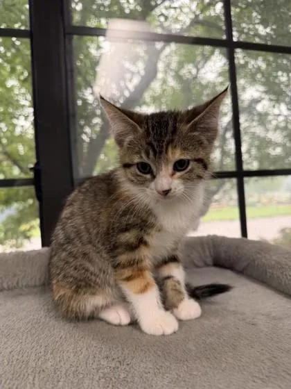 Caramel