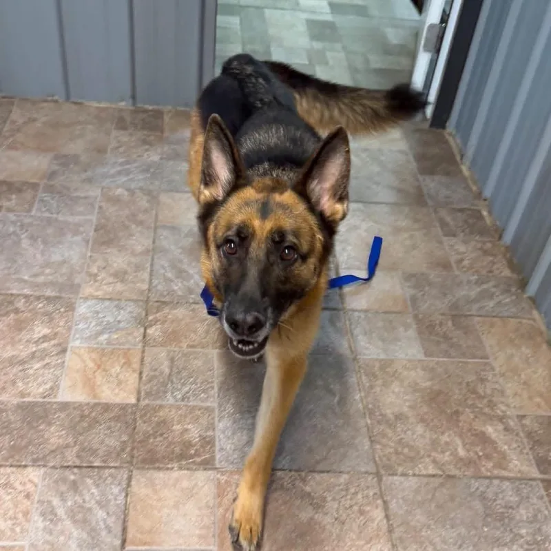 An adult large-sized female Black German Shepherd Dog dog named Kellogg for adoption in Homer, NY
