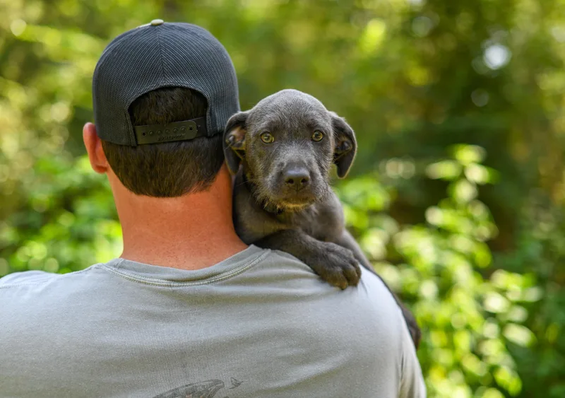 A baby medium-sized female Gray / Blue / Silver Mixed Breed dog named Cora for adoption in BONIFAY, FL